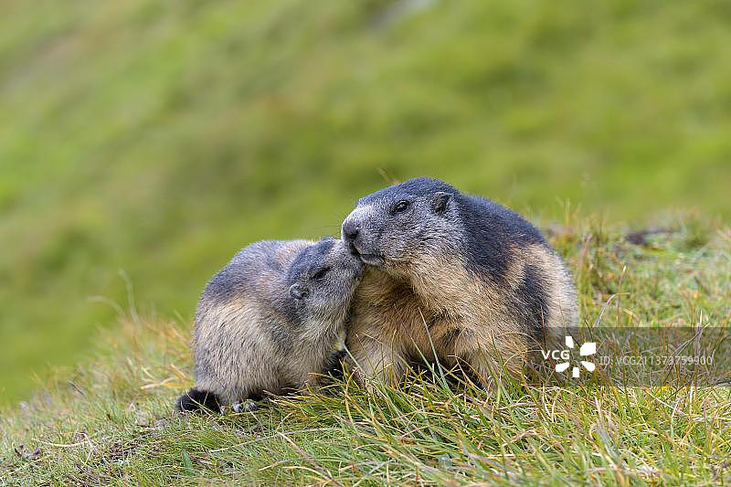 奥地利 Hohe Tauern 国家公园的成年旱獭及其幼崽图片素材