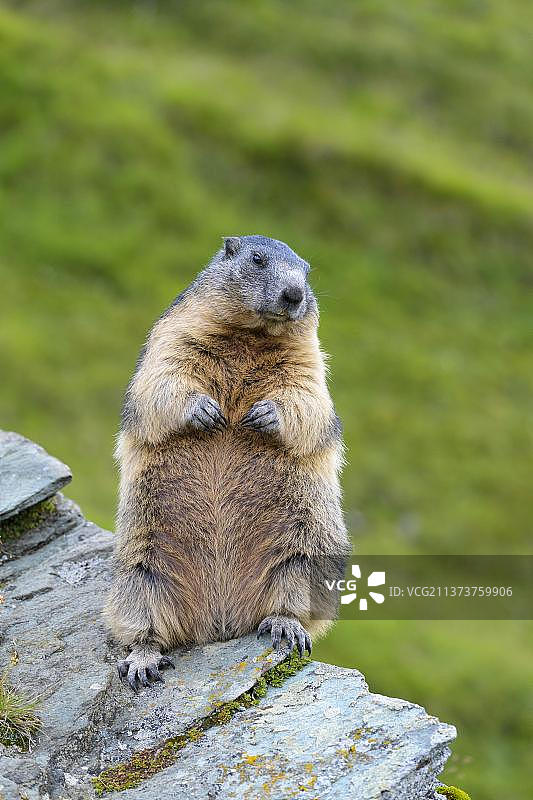 奥地利霍赫陶恩国家公园坐姿高山旱獭图片素材