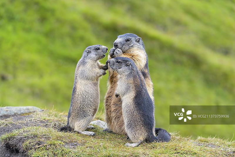 奥地利高地陶恩国家公园旱獭图片素材