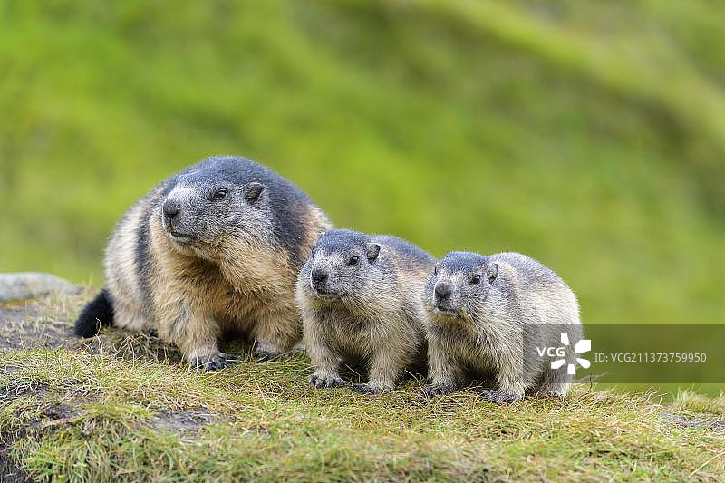 奥地利高地陶恩国家公园旱獭图片素材