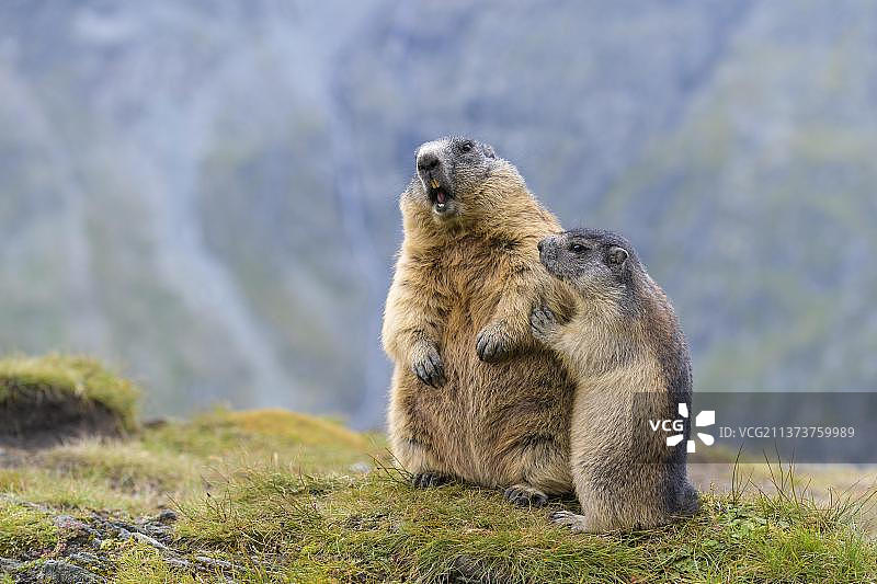 阿尔卑斯旱獭（土拨鼠），奥地利高地陶恩国家公园图片素材