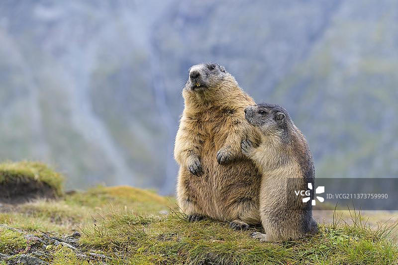 阿尔卑斯旱獭（土拨鼠），奥地利高地陶恩国家公园图片素材