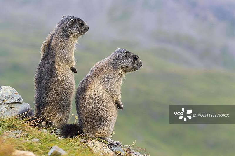 高山旱獭，两只幼崽站立，奥地利Hohe Tauern国家公园图片素材