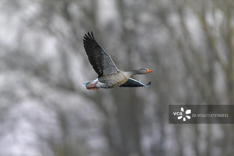 飞行中的灰雁（雁属）图片素材
