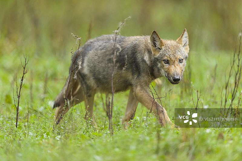 狼（Canis lupus），幼狼，人工饲养图片素材