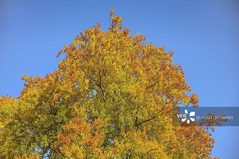 德国柏林舍讷贝格秋季山毛榉图片素材