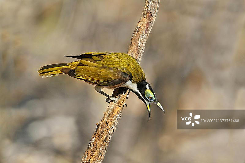 蓝脸吸蜜鸟幼鸟展示攻击行为图片素材