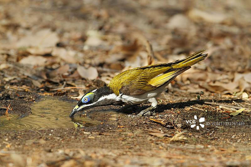 澳洲北部蓝脸吸蜜鸟幼鸟饮水图片素材