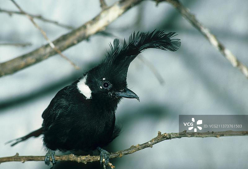 凤头鹟图片素材