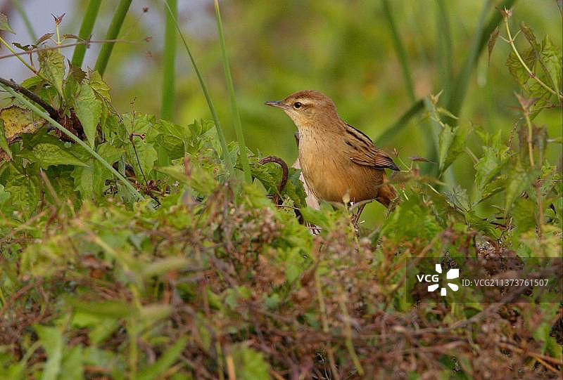 巨苇莺成鸟栖息在尼泊尔戈西塔普水边植被中图片素材