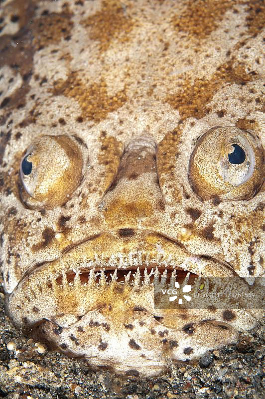 伦贝海峡的条纹瞻星鱼图片素材