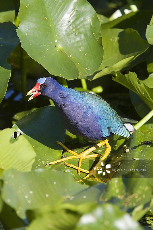 紫水鸡图片素材