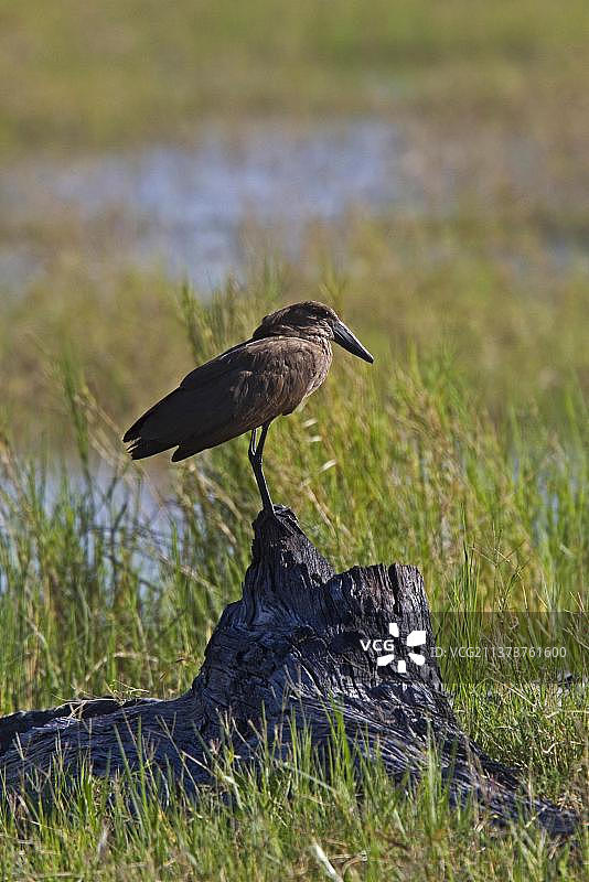 锤头鸟，影子鸟，动物，鸟类图片素材