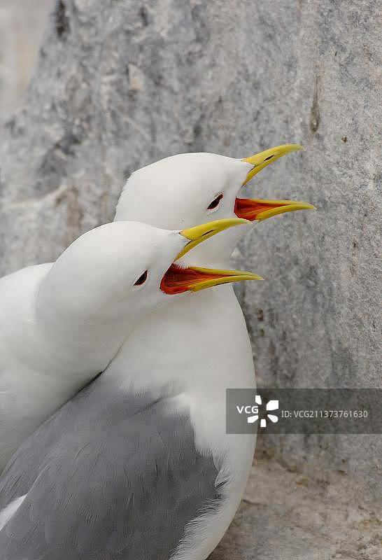 悬崖巢穴上相互问候的三趾鸥成年繁殖对，法恩群岛，英格兰，英国，欧洲图片素材