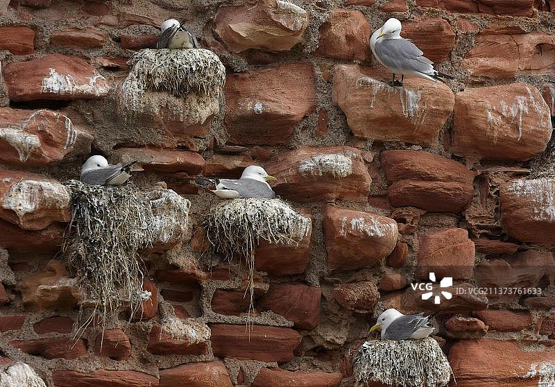 黑腿三趾鸥：在邓巴城堡墙壁上的筑巢群落，东洛锡安，苏格兰图片素材