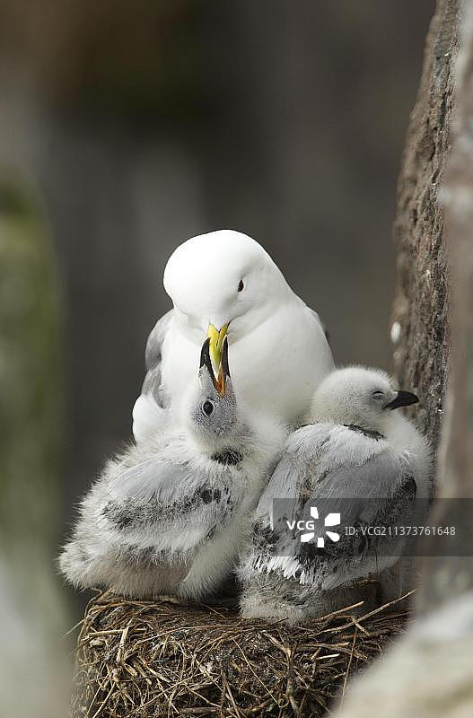 在法恩群岛的悬崖上，成年黑腿三趾鸥和小鸟乞求食物图片素材