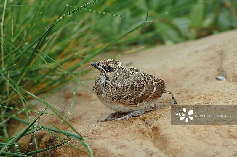 凤头百灵幼鸟（Galerida cristata），刚离巢，栖息在岩石上，莱斯沃斯，希腊，欧洲图片素材