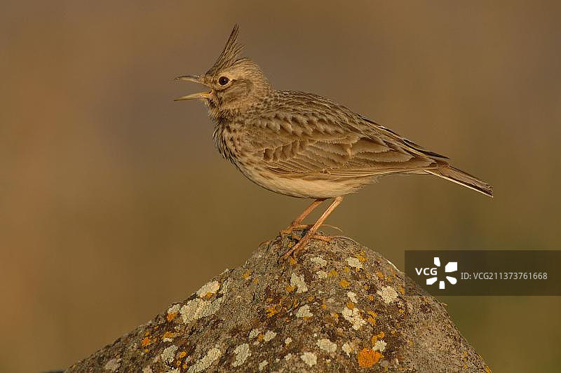 歌唱的凤头百灵栖息在希腊莱斯沃斯岛的岩石上图片素材