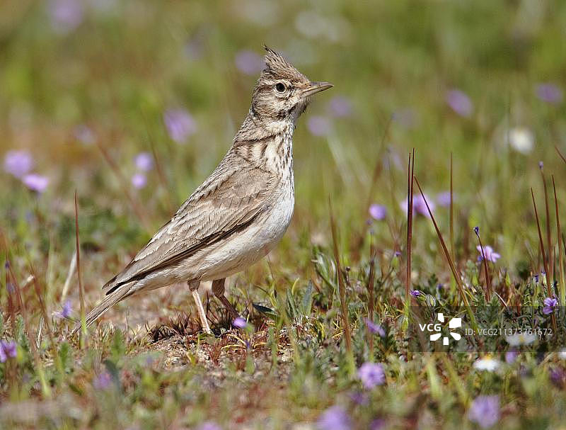 凤头百灵鸟，栖息在西班牙埃斯特雷马杜拉的地面上图片素材