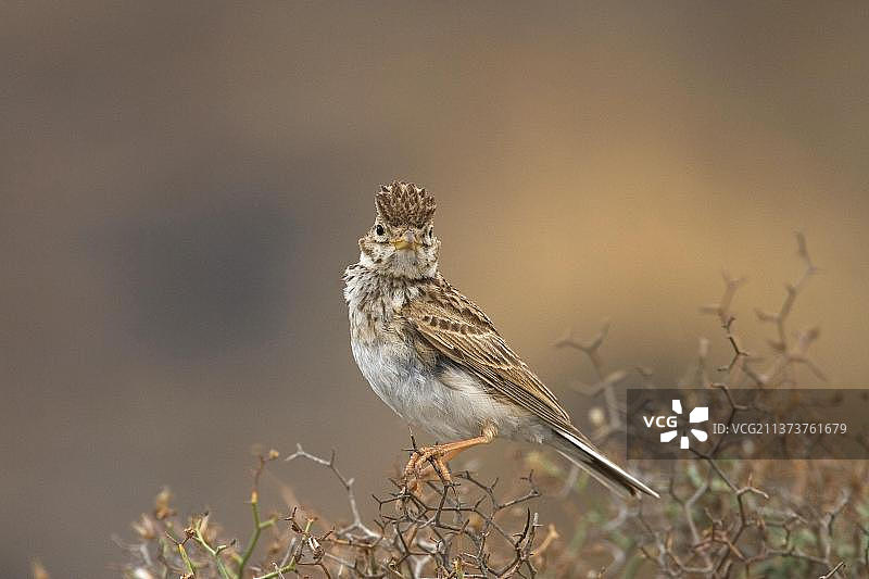 红胸短趾百灵鸟，加那利群岛图片素材
