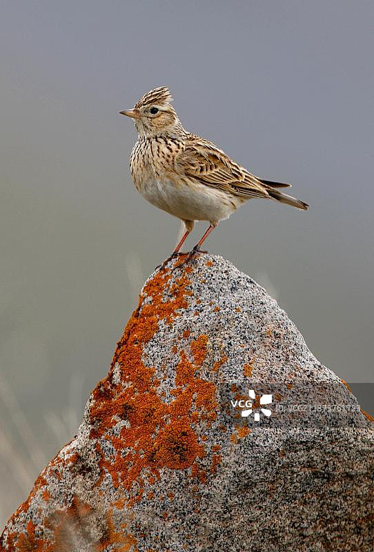 栖息在岩石上的云雀（学名：Alauda arvensis cantarella），摄于亚洲亚美尼亚图片素材