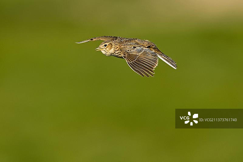 云雀，欧亚云雀（Alauda arvensis），鸣禽，动物，鸟类，云雀，成年云雀在鸣叫飞行，凯林，诺福克，英格兰，英国，欧洲图片素材