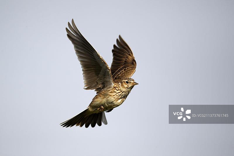 云雀，欧亚云雀（Alauda arvensis），鸣禽，动物，鸟类，云雀成鸟，飞行中，米德兰兹，英格兰，英国，欧洲图片素材