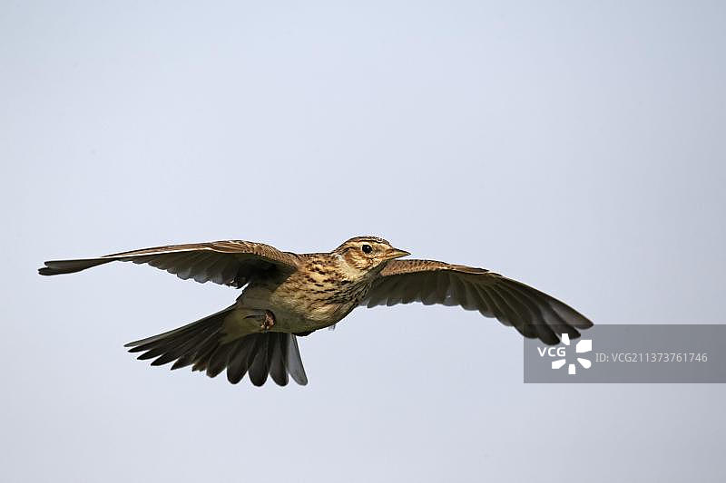 云雀，欧亚云雀（Alauda arvensis），鸣禽，动物，鸟类，云雀成鸟，飞行中，米德兰兹，英格兰，英国，欧洲图片素材