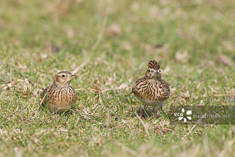 成年云雀夫妇站在草地上，英国萨福克图片素材