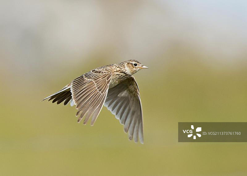 飞翔中的欧亚云雀，英国苏格兰设得兰群岛图片素材