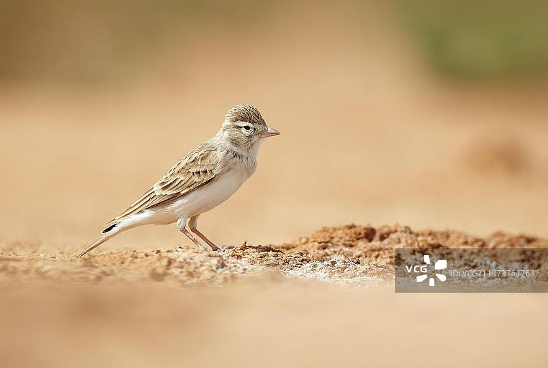 大的大的短趾云雀(Calandrella brachydactyla)成年，站在地面上，贝尔基特平原，阿拉贡，西班牙，欧洲图片素材