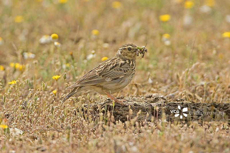 白云雀成鸟在西班牙埃斯特雷马杜拉觅食昆虫图片素材
