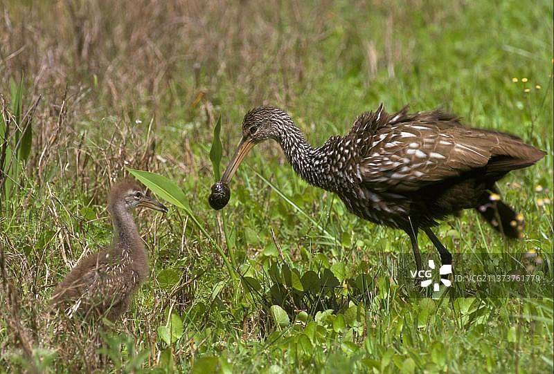 美洲林鹬，巨型林鹬，鸟类，动物，佛罗里达州图片素材