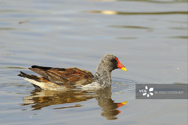 成年普通 Moorhen（Gallinula chloropus），白化变种，在英国格洛斯特郡斯利姆布里奇游泳图片素材