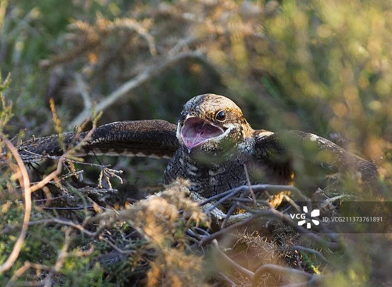 欧洲夜鹰在巢穴中受到普通欧洲蝰蛇的威胁图片素材