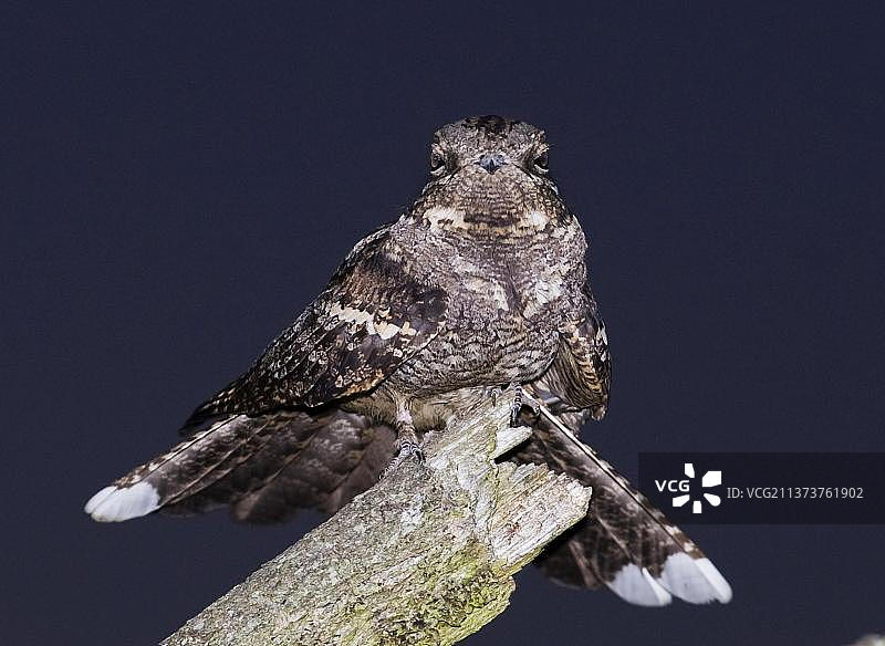 欧亚夜鹰：成年雄性在英国诺福克郡荒地夜晚的歌唱柱上图片素材