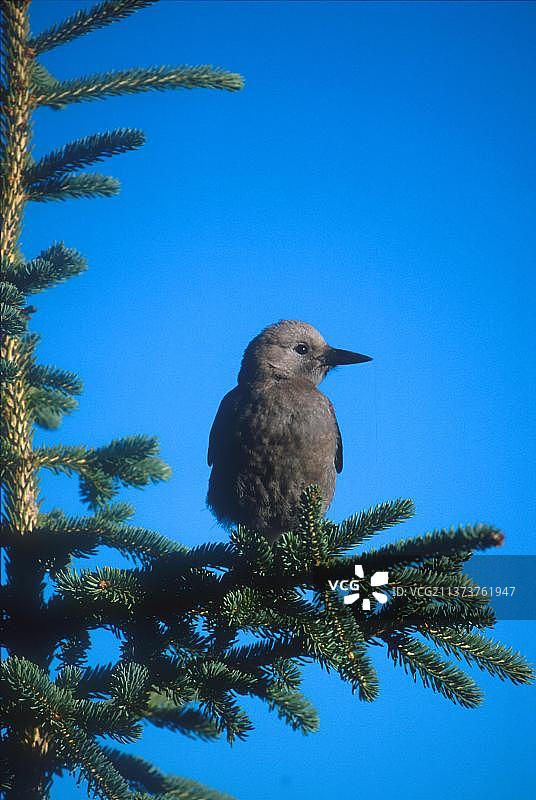 星鸦，雀形目鸟类，动物，鸟类，路易斯湖，加拿大，北美洲图片素材