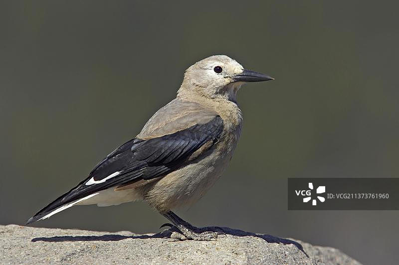 星鸦，鸣禽，动物，鸟类，成年星鸦，站立在岩石上，火山口湖国家公园，美国图片素材