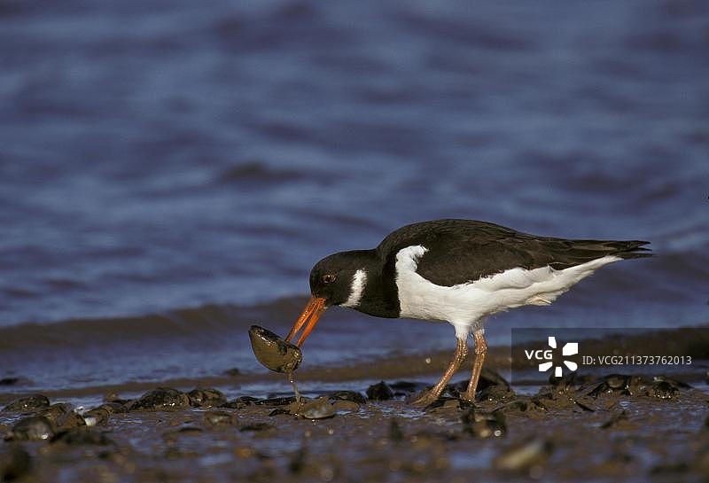 欧亚蛎鹬打开贻贝图片素材
