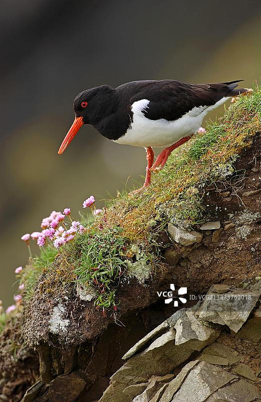 在设得兰群岛的蛎鹬图片素材