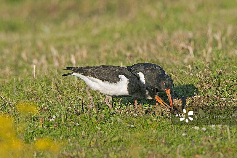 正在觅食的成年和幼年欧亚蛎鹬（Haematopus ostralegus），英国，欧洲图片素材