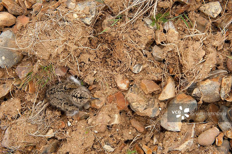 在英国诺福克郡的耕地上，欧亚鸻的雏鸟坐在巢穴旁图片素材