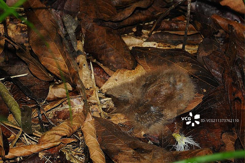 夜鹰在巴西马托格罗索州阿 alta floresta 的克里斯塔利诺河的巢穴里图片素材