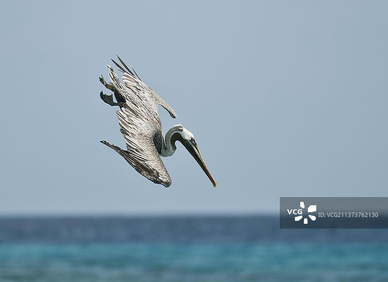 俯冲入海捕鱼的棕色鹈鹕图片素材