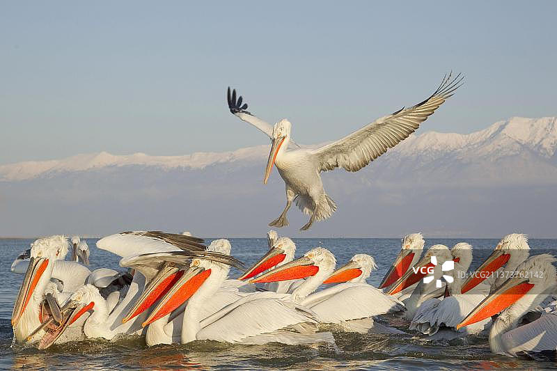 克基尼湖的卷羽鹈鹕，争抢渔民丢弃的鱼，希腊马其顿图片素材