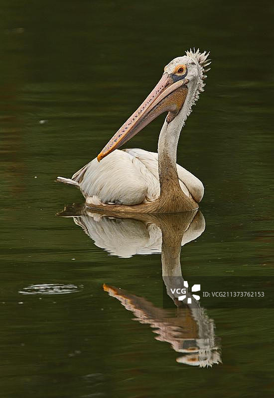 斑嘴鹈鹕，成鸟在湖中游泳，斯里兰卡科伦坡图片素材