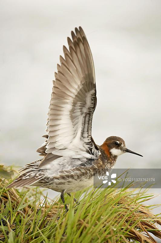 红颈瓣蹼鹬成年雌性展翅，冰岛拉夏河图片素材