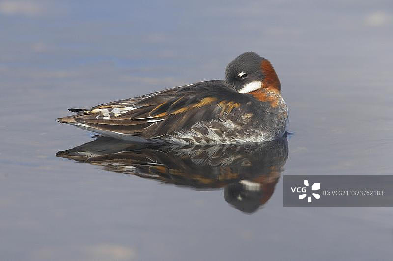 在英国设得兰群岛费特拉尔岛芬兹湖水面上休息的成年雌性红颈瓣足鹬图片素材