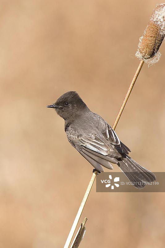 黑色的黑顶嘲鹟，美国图片素材