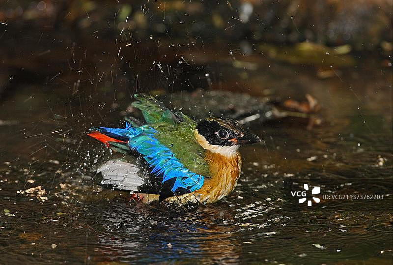 泰国岗卡章国家公园，蓝翅八色鸫幼鸟林中沐浴图片素材